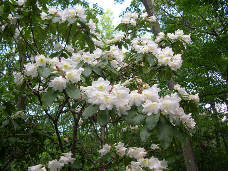 Arbres et arbustes - Le rhododendron -,le camélia 110422115049136238034819