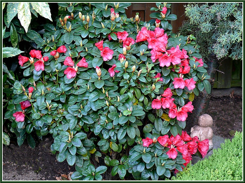 Arbres et arbustes - Le rhododendron -,le camélia 110422115424136238034839