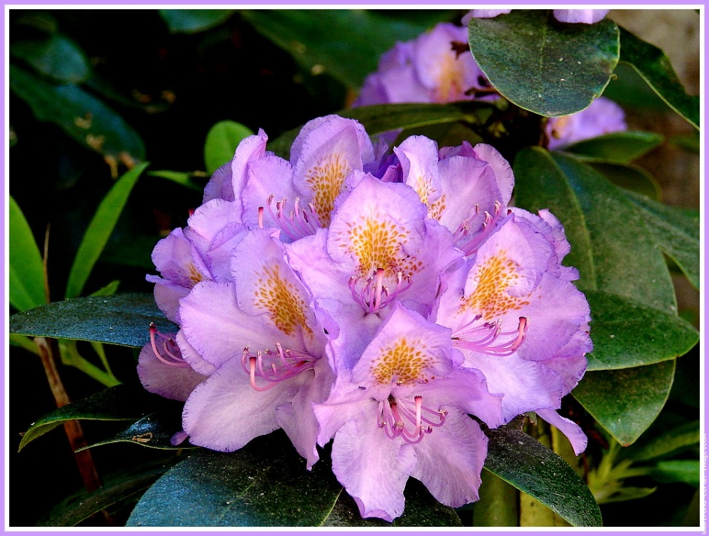 Arbres et arbustes - Le rhododendron -,le camélia 110422115816136238034866