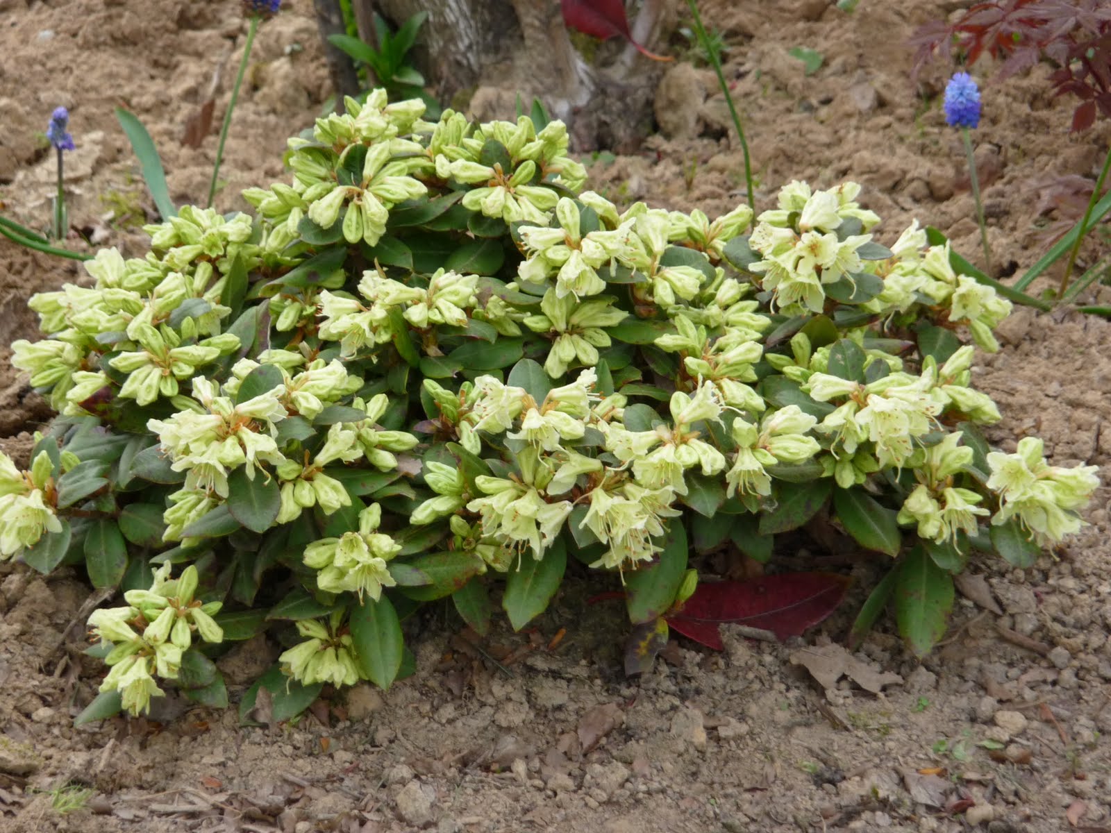 Arbres et arbustes - Le rhododendron -Camélia-Bonzaï- 110422120233136238034880