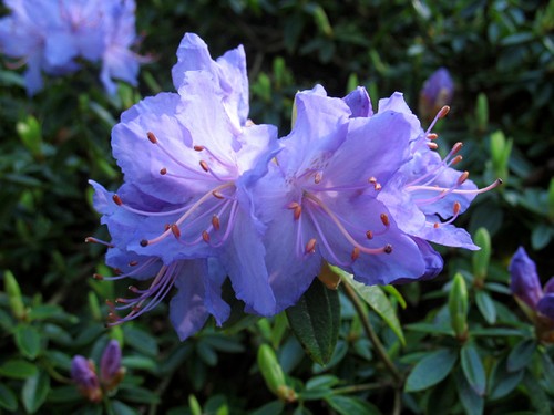 Arbres et arbustes - Le rhododendron -,le camélia 110422120452136238034888