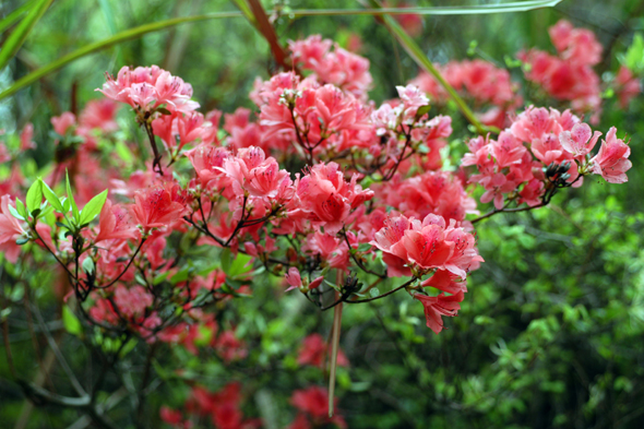 Arbres et arbustes (Le rhododendron -Le camélia -Le Bonsaï - et autres 110422120704136238034903