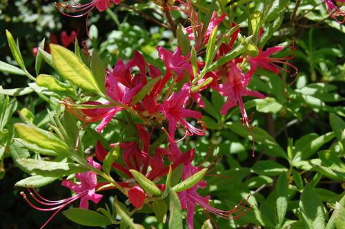 Arbres et arbustes (Le rhododendron -Le camélia -Le Bonsaï - et autres 110422121122136238034937