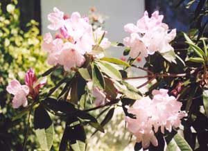 Arbres et arbustes (Le rhododendron -Le camélia -Le Bonsaï - et autres 110422121358136238034958