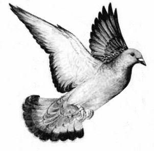pigeon_index