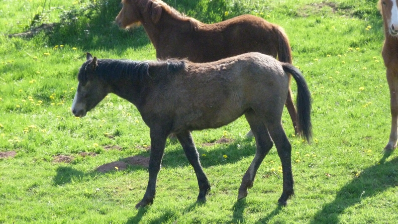 elevage du cleret, plusieurs poulains/pouliches à vendre 1104270353341208198063620