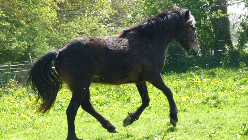 elevage du cleret, plusieurs poulains/pouliches à vendre 1104270416081208198063745