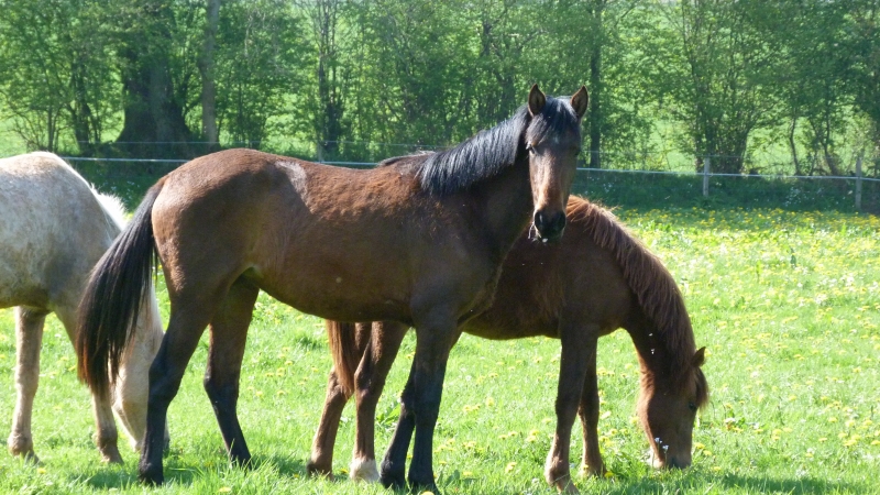 elevage du cleret, plusieurs poulains/pouliches à vendre 1104270427081208198063803