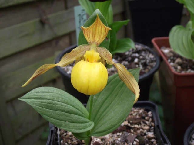 Cypripedium parviflorum pubescens 110430082119653988082958