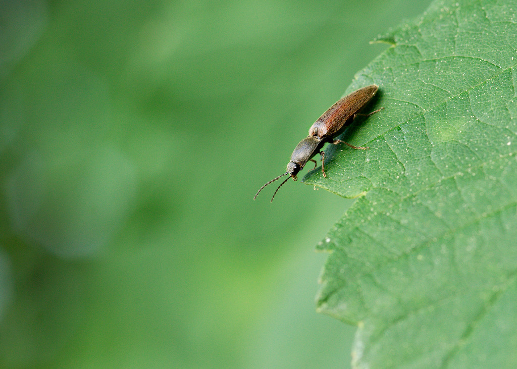 coleoptere 110503040142984888097736