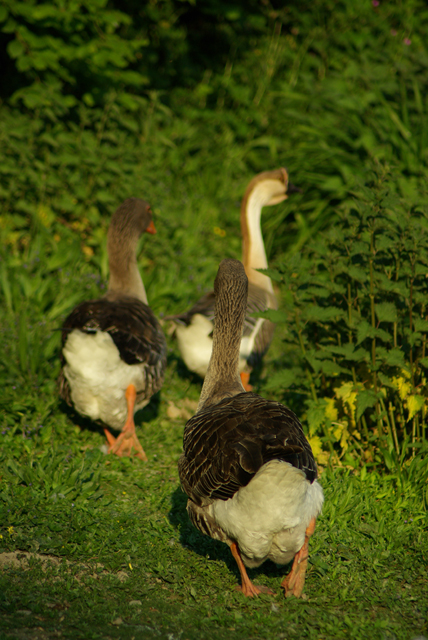 Faune sauvage - Page 29 1105040957291276808105467