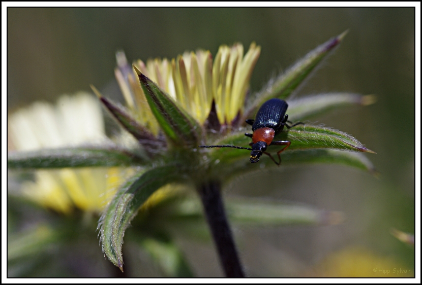 Insectes - Page 18 1105060202331051748111499