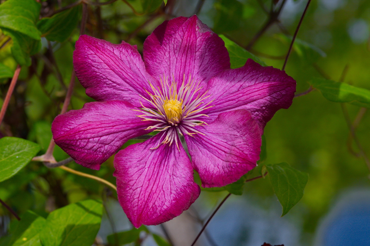 IMGP5496_redimensionner