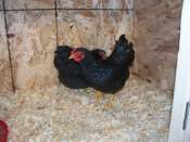 Agrandissement de notre poulailler Mini_1105200133491280308184615