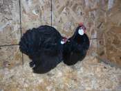 Agrandissement de notre poulailler Mini_1105200133491280308184616
