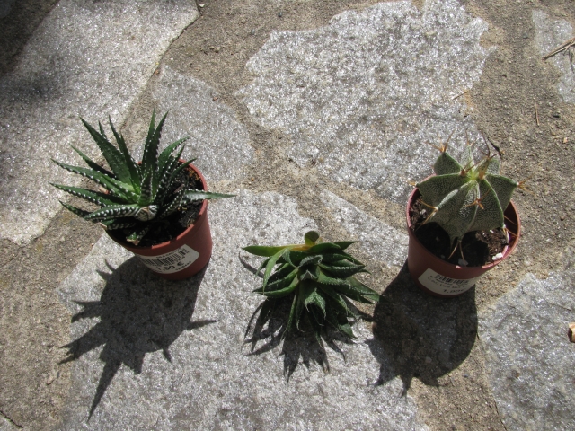 [Identifiés] Astrophytum ornatum, Haworthia attenuata et Aloe aristata 1105281143261305288228597