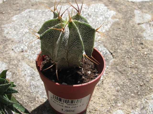 [Identifiés] Astrophytum ornatum, Haworthia attenuata et Aloe aristata 1105281143521305288228598