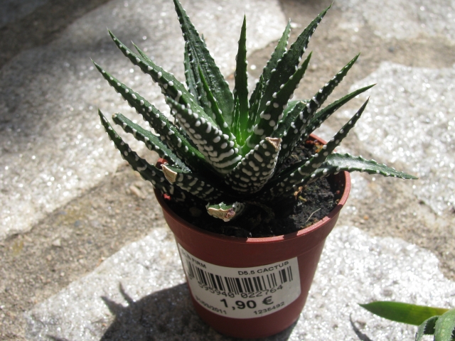 [Identifiés] Astrophytum ornatum, Haworthia attenuata et Aloe aristata 1105281144171305288228599