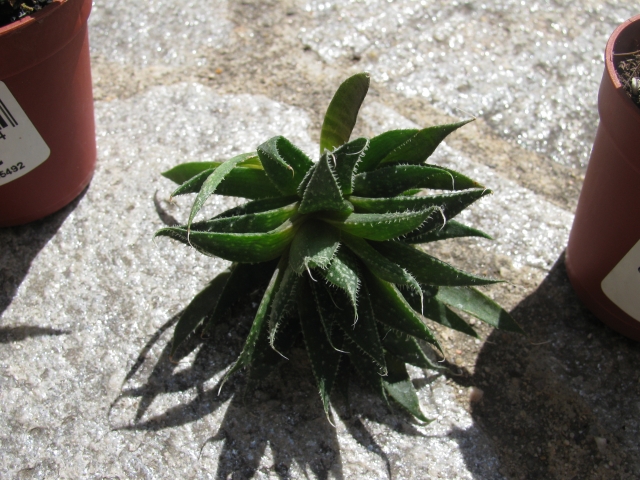 [Identifiés] Astrophytum ornatum, Haworthia attenuata et Aloe aristata 1105281144421305288228600