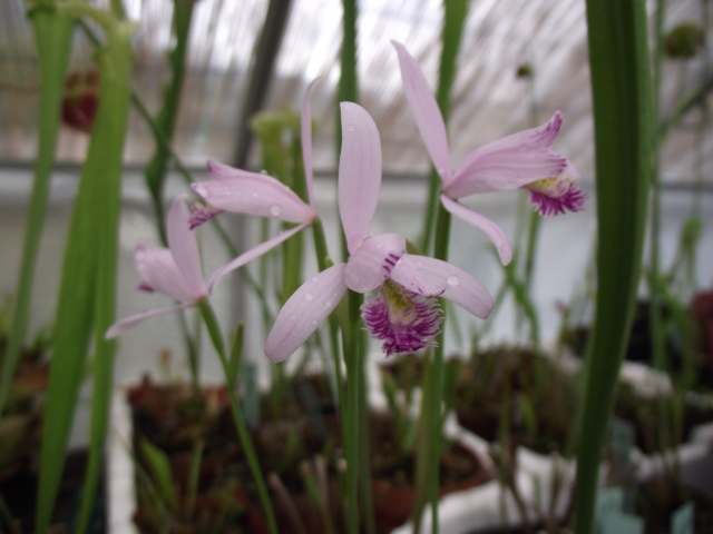 Pogonia japonica 110529104847653988233219