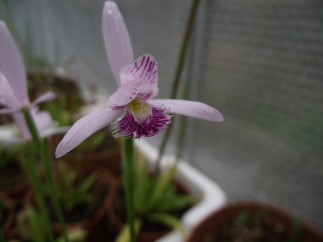 Pogonia japonica 110529104926653988233236