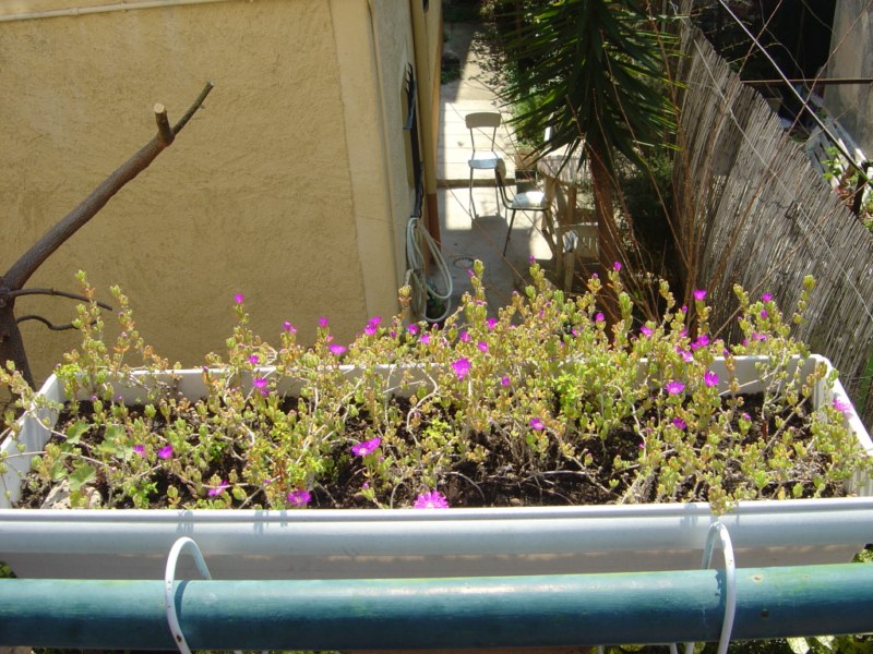 2007-drosanthemumA