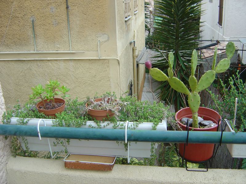 2008-drosanthemumA