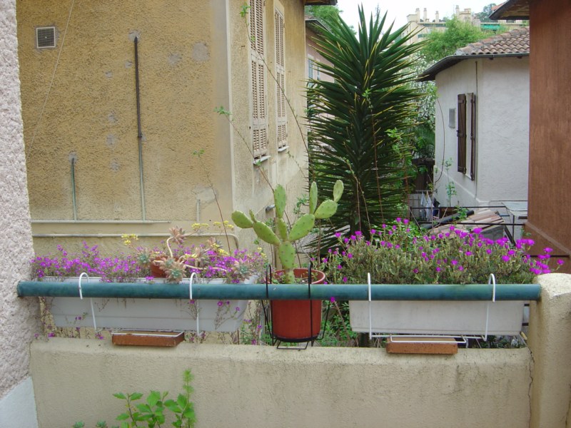 2009-drosanthemumA