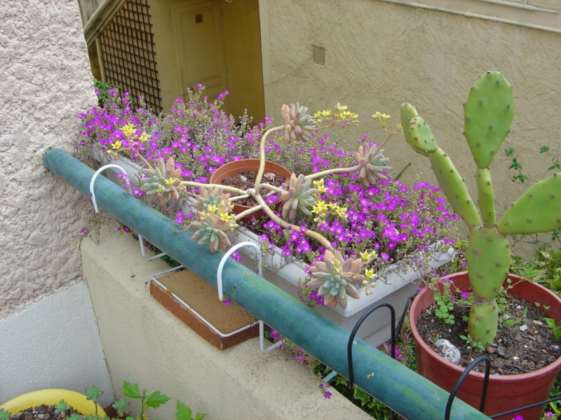 2009-drosanthemumB