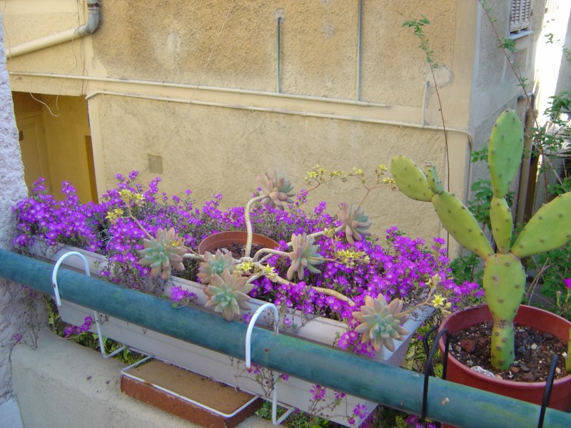 2009-drosanthemumE