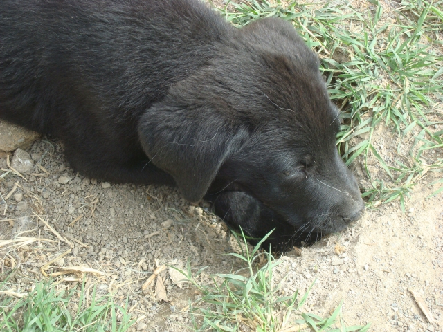 Adopté - GIBBS x labrador noir né le 3 avril 2011 à adopter 110612110203797258308262