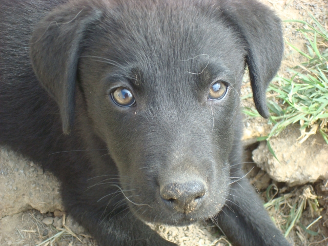Adopté - GIBBS x labrador noir né le 3 avril 2011 à adopter 110612110239797258308264