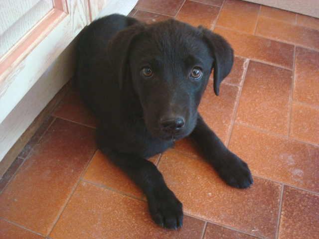 Adopté - GIBBS x labrador noir né le 3 avril 2011 à adopter 110612110308797258308265