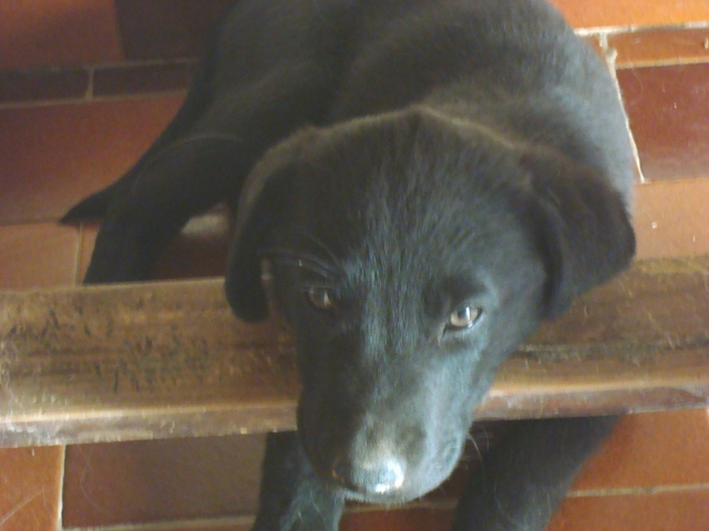 Adopté - GIBBS x labrador noir né le 3 avril 2011 à adopter 110612110509797258308271