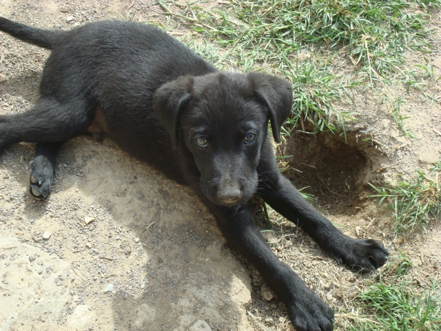 Adopté - GIBBS x labrador noir né le 3 avril 2011 à adopter 110612110652797258308294