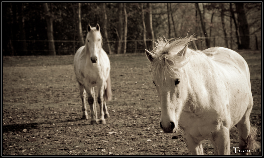 Animaux de la ferme / Chevaux - Page 16 110617050149780408338353