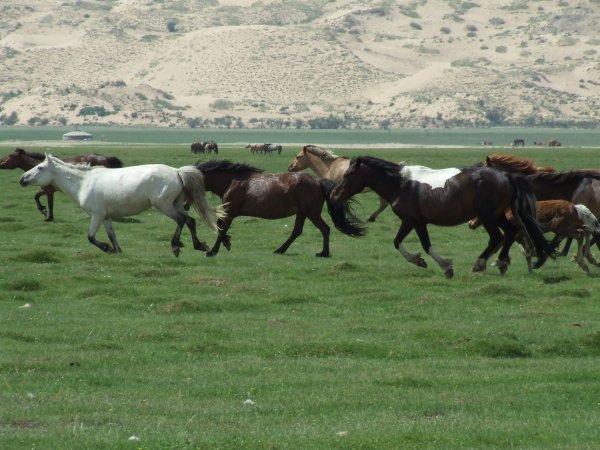 Souvenirs de Mongolie 110625010741760818379746