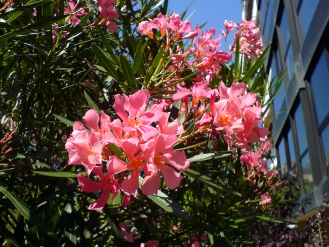 Laurier-rose - Nerium oleander 110628120753273948392309