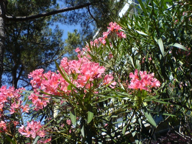 Laurier-rose - Nerium oleander 110628120753273948392310