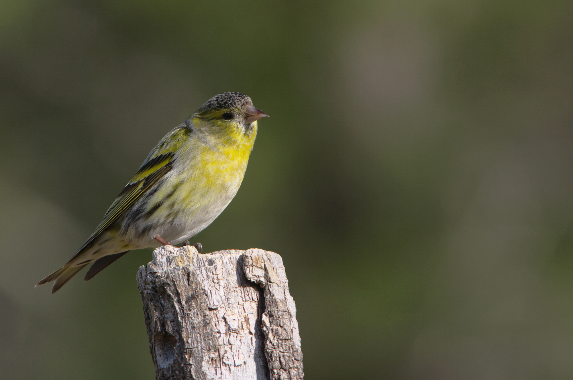 IMGP2417-kenko1.5-nat