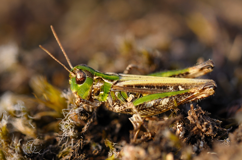 [Myrmeleotettix maculatus] Myrmeleotettix maculatus 110715061607318768473898