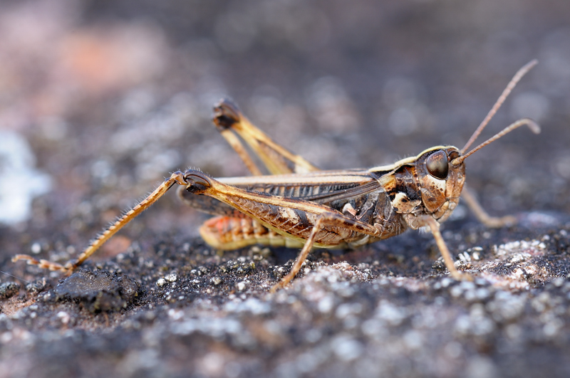 [Myrmeleotettix maculatus] Myrmeleotettix maculatus 110715061612318768473901