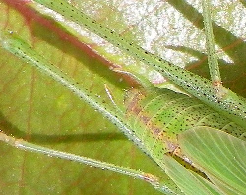 [Phaneroptera sp.] Qui est-il ? - Le Monde des insectes