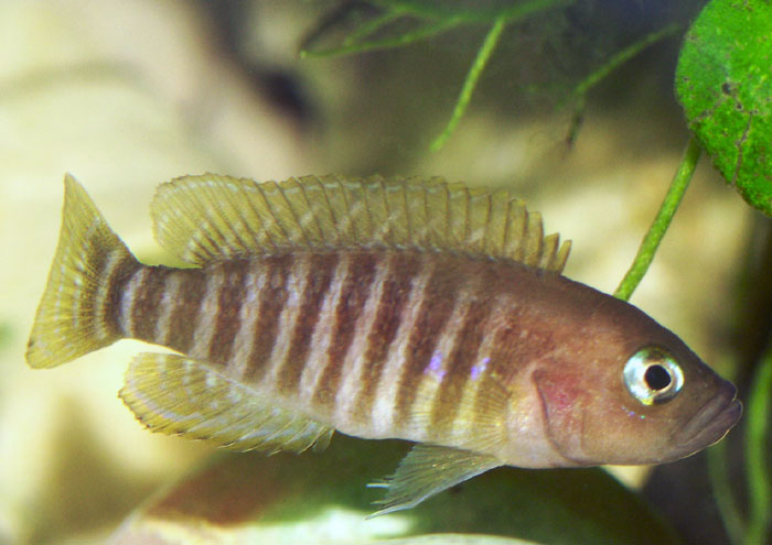N.multifasciatus