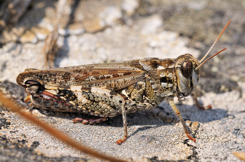 Calliptamus barbarus 110730072601318768527223