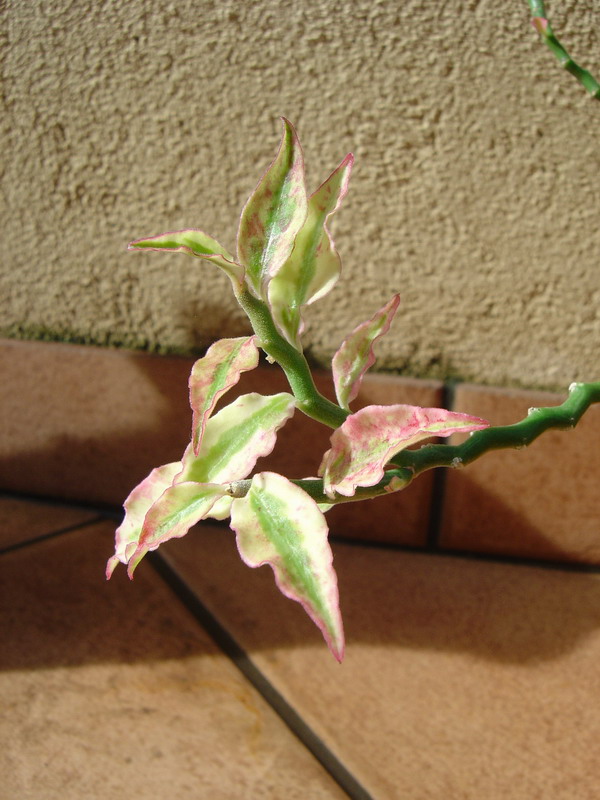 Pedilanthus tithymaloides synonyme Euphorbia tithymaloides 110812114613273948579819