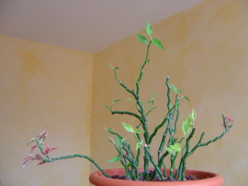 Pedilanthus tithymaloides synonyme Euphorbia tithymaloides 110812114613273948579820