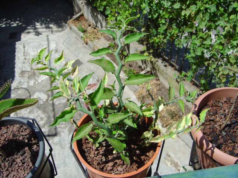 Pedilanthus tithymaloides synonyme Euphorbia tithymaloides 110812114614273948579822