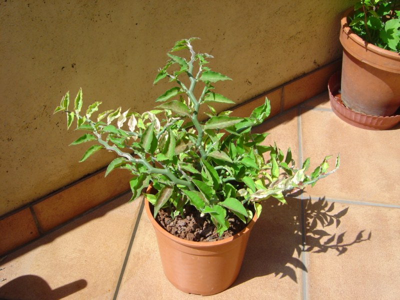 Pedilanthus tithymaloides synonyme Euphorbia tithymaloides 110812114614273948579823