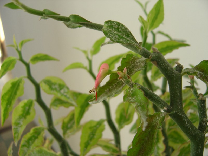 Pedilanthus tithymaloides synonyme Euphorbia tithymaloides 110812114615273948579828
